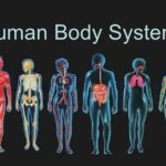 Human Body Systems Lesson
