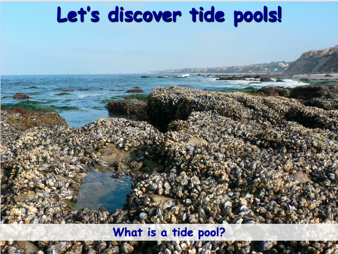 Let’s Discover Tide Pools