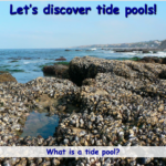 Let’s Discover Tide Pools